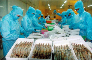 Xuất khẩu tôm sang thị trường Mỹ và Trung Quốc tiếp đà tăng