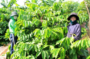 EU tăng nhập khẩu cà phê từ Việt Nam