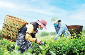 Loại cây của Việt Nam đứng thứ 6 thế giới về sản lượng, đem xuất khẩu thu gần 22 triệu USD trong tháng 8