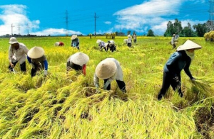Tránh trục lợi chính sách nhận chuyển nhượng đất trồng lúa