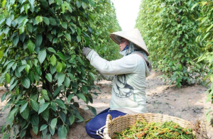 Giá tiêu hôm nay 4/9: Tiếp tục đi ngang