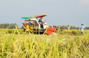 Vào vụ mùa giá lúa tăng, nông dân đừng vội xuống giống