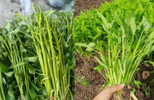 Loại rau 5.000 - 7.000 đồng/mớ ở Việt Nam, sang nước ngoài “đắt xắt ra miếng”