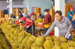 Doanh nghiệp sầu riêng “chưa kịp lớn đã thất bại trong sân nhà”