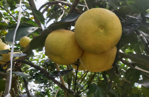 Bưởi Phúc Trạch – “đệ nhất danh quả” vùng núi Hương Khê, Hà Tĩnh