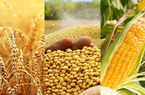 Giá nhiều mặt hàng nông sản đồng loạt giảm mạnh