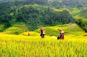 Giải pháp thúc đẩy phát triển bền vững vùng Trung du và miền núi Bắc Bộ