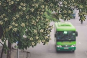 CÓ MỘT HÀ NỘI NGỌT NGÀO HOA SỮA THƠM