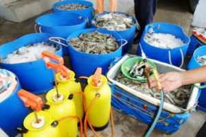 Vấn nạn tôm bơm tạp chất chưa có dấu hiệu hạ nhiệt