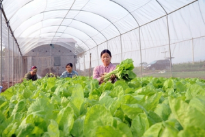 Khơi thông nguồn vốn cho vay phát triển nông nghiệp công nghệ cao