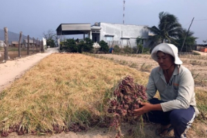 "Thủ phủ" hành, tỏi Ninh Thuận khốn đốn