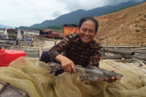 Nghề nuôi cá trong lòng hồ Hòa Bình