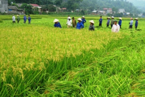 Luân canh lạc trên đất lúa