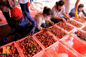Mỗi năm EU nhập khẩu hàng chục ngàn tấn vải tươi