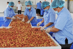 Công nghệ bảo quản: Vấn đề nan giải của vải thiều