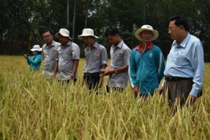 Lộc Trời giúp nông dân giám sát cánh đồng qua vệ tinh