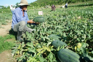 Một số giống dưa hấu mới