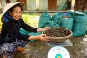 Nuôi con siêu đẻ, vứt đâu cũng sống được, bán thịt 100 ngàn/kg