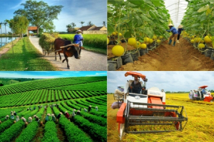 Thủ tướng Chính phủ chủ trì Hội nghị trực tuyến toàn quốc về nông nghiệp, nông dân, nông thôn