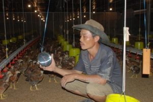 TRANG TRẠI NUÔI GÀ KHÉP KÍN CÓ MỘT KHÔNG HAI Ở QUẢNG NGÃI, LÃI 1 TỶ ĐỒNG/NĂM