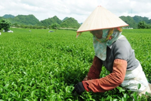 Xây dựng tiêu chuẩn nông nghiệp hữu cơ cho sản phẩm chủ lực