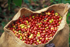 Thực phẩm bẩn: Trách nhiệm thuộc về ai?