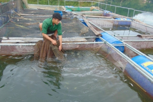 Hỗ trợ thanh niên dân tộc thiểu số làm giàu trên mảnh đất quê hương