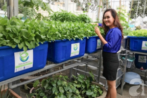 Giám đốc ngân hàng bỏ lương trăm triệu, trồng rau thu 2 tỷ/tháng