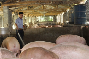 Ngăn chặn dịch tả lợn châu Phi