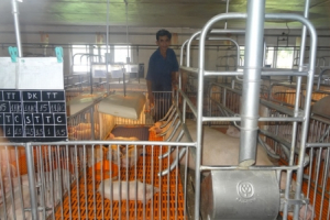 An toàn dịch bệnh để đảm bảo nguồn cung thịt lợn cho tết