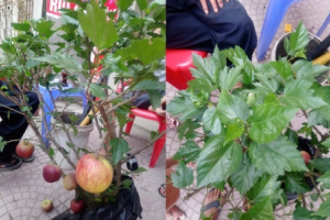 'Siêu phẩm' chỉ người Việt mới nghĩ ra: Táo trĩu quả trên cây dâm bụt