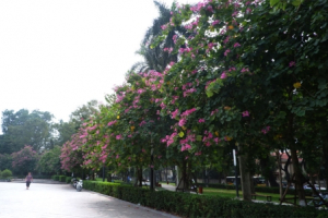 Sắc hồng hoa ban rực rỡ trên phố Hà Nội