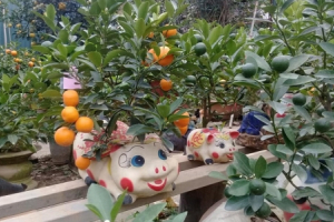 Hà Nội: Độc đáo quất bonsai trồng trên lưng heo đất chào Xuân Kỷ Hợi 2019