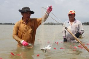 Từng đàn cá đối từ biển ngược vào cửa sông An Hòa
