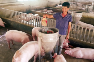 Làm giàu ở nông thôn: Nuôi lợn cho ăn hoa quả, nhân sâm