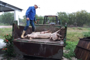 Hàng trăm con heo “dính” lở mồm long móng: Doanh nghiệp giấu dịch