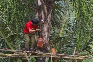Kỳ lạ loài cây hễ chặt vào là chảy rượu ra