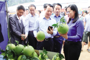 Nông dân làm giàu nhờ cây ăn quả trồng trên đất dốc