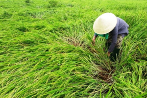 Lốc xoáy ở Quảng Nam khiến nhà tốc mái, lúa hư hại