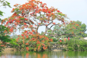 Phượng nở đầu làng, ký ức mùa hạ của tuổi thơ bỗng hiện về