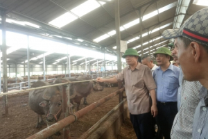 Ngắm đàn trâu, bò 5.000 con béo mập trong trại lớn nhất miền Bắc