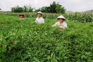 Nan giải thu hút FDI vào nông nghiệp công nghệ cao