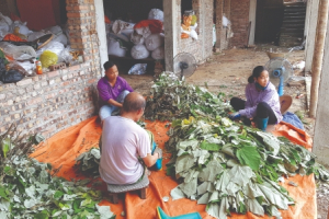Lương y Dương Trung Kiên: Người “giữ lửa” cho cây thuốc nam