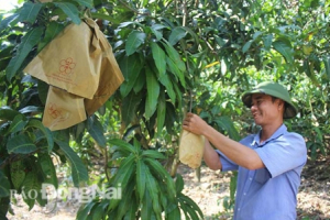Giám đốc chân đất phủ xanh đồi hoang bằng trái cây đặc sản