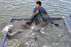 Khám phá nơi nuôi loài cá song vua đặc sản, mỗi con nặng 30-60 kg