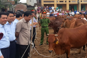 Tìm sinh kế mới cho nông hộ trắng tay sau dịch tả lợn châu Phi
