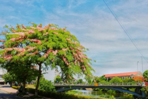 Mê mẩn ngắm nhìn muồng hoa đào xứ Huế tỏa hương thơm khoe sắc hồng