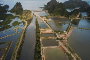 Quảng Ninh: Công ty Cổ phần Nhật Long “bất chấp luật” để làm giàu