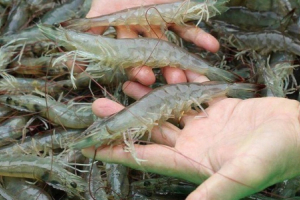 4 "ông lớn" Mỹ quan tâm đến con tôm Việt