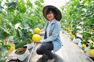 Trồng dưa trong nhà kính không đủ bán
